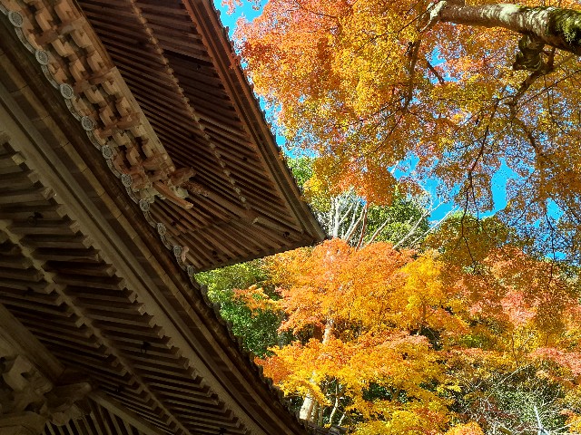 f:id:navi110:20241202180853j:image