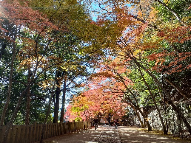 f:id:navi110:20241202181146j:image