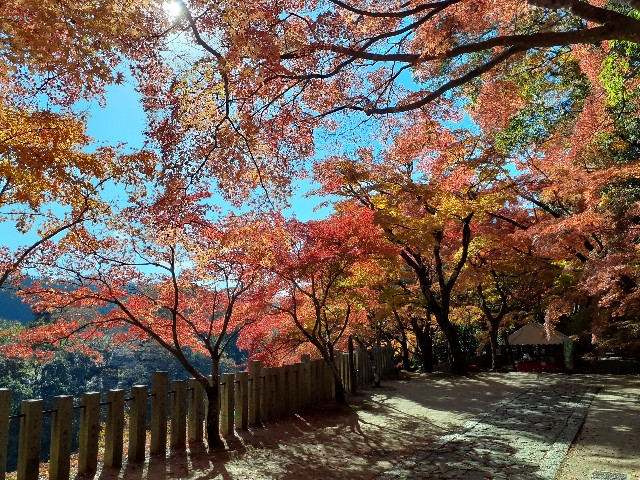 f:id:navi110:20241202181318j:image