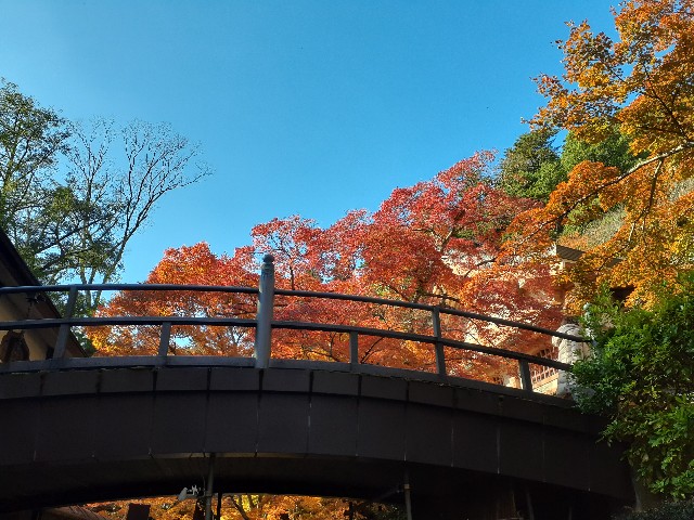 f:id:navi110:20241202181905j:image