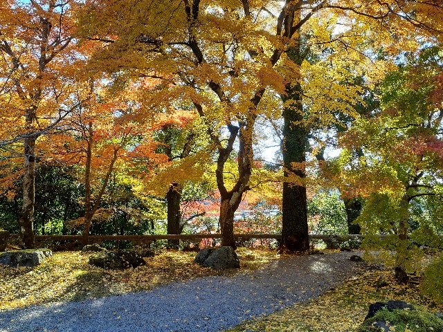 f:id:navi110:20241202182946j:image