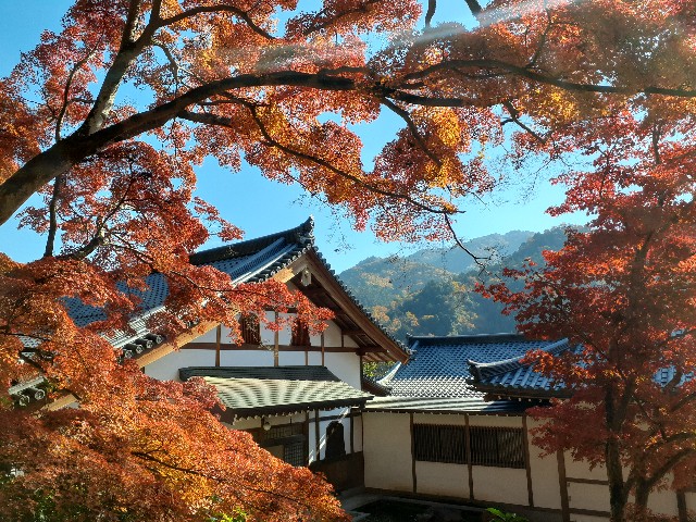 f:id:navi110:20241202191833j:image