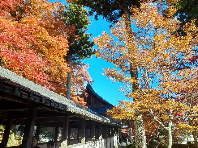 f:id:navi110:20241202203939j:image