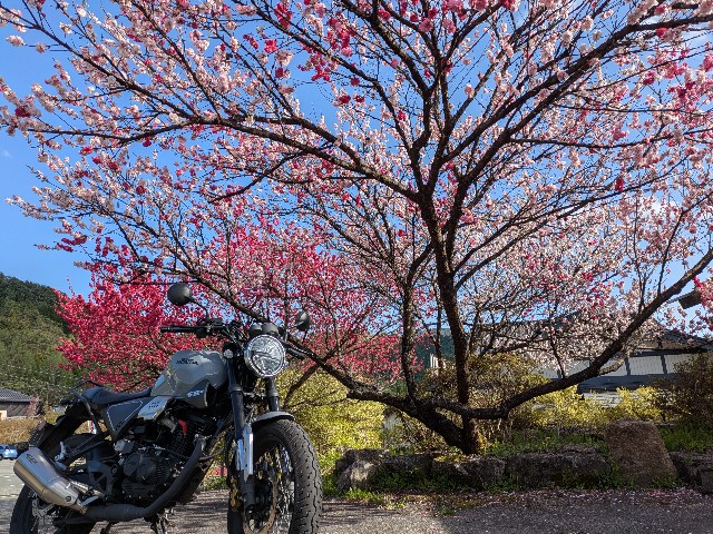 f:id:navi110:20250504211521j:image