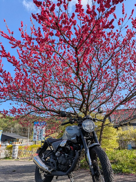 f:id:navi110:20250504211538j:image