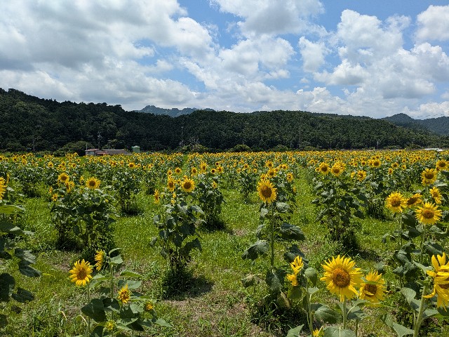 f:id:navi110:20250712190409j:image