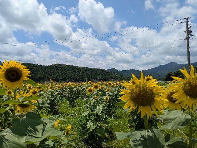 f:id:navi110:20250712190422j:image