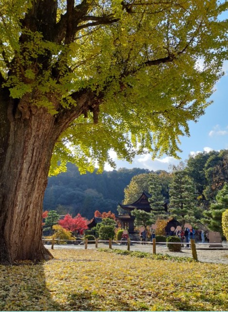 f:id:navi110:20251110212453j:image