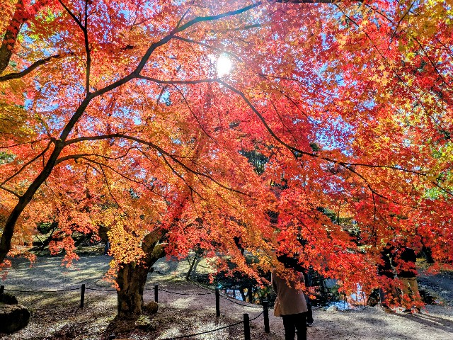 f:id:navi110:20251115173312j:image