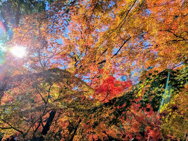 f:id:navi110:20251115173322j:image