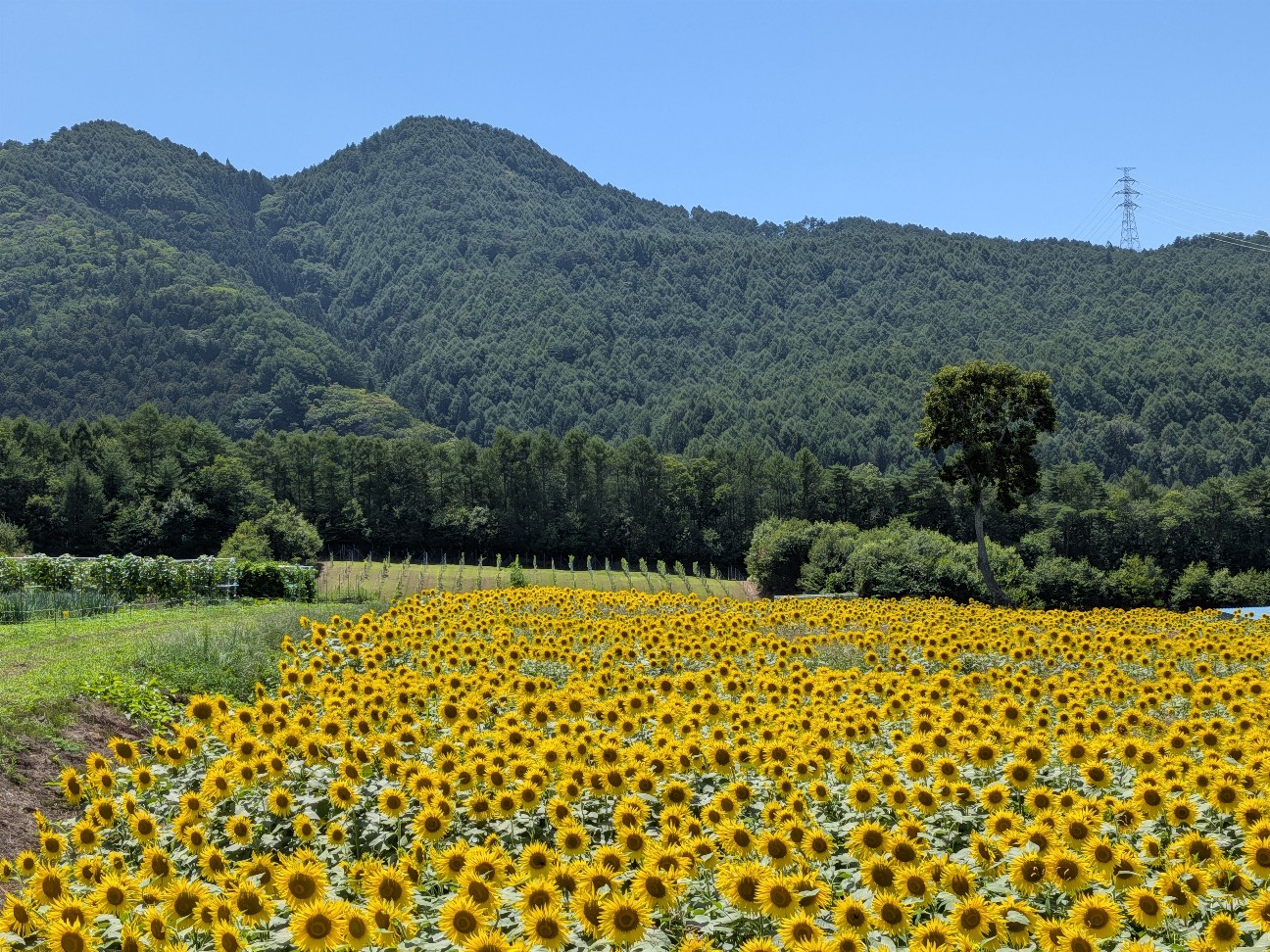 f:id:navi110:20260810190456j:image f:id:navi110:20260810190456j:image