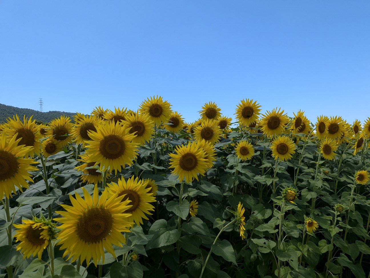 f:id:navi110:20260810190715j:image f:id:navi110:20260810190715j:image