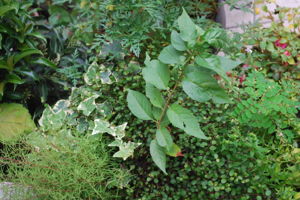 f:id:navistyle:20170815235610j:plain