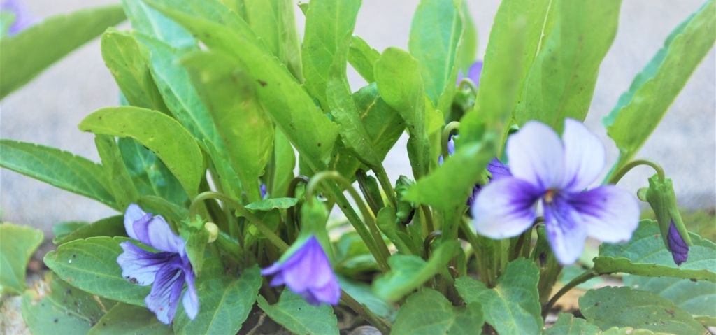 f:id:navistyle:20180325192408j:plain f:id:navistyle:20180325192408j:plain