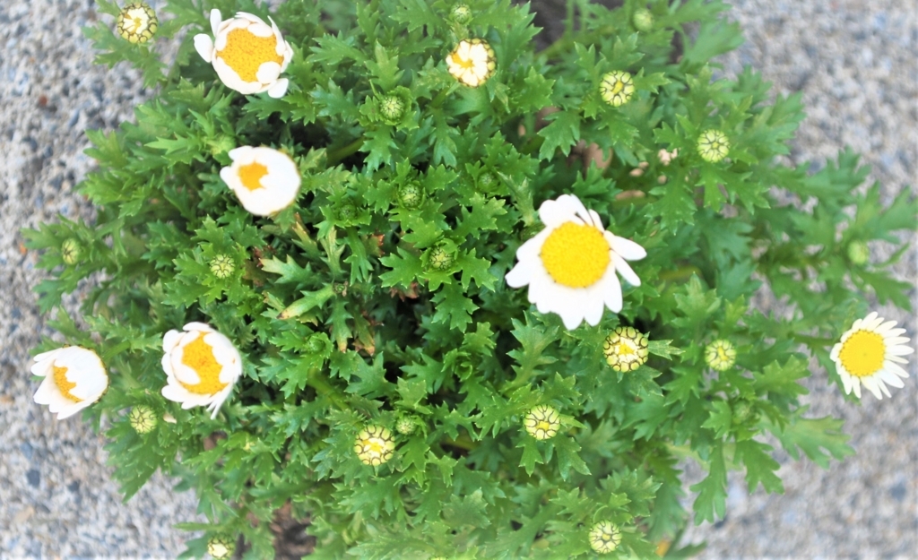 f:id:navistyle:20180325192528j:plain f:id:navistyle:20180325192528j:plain