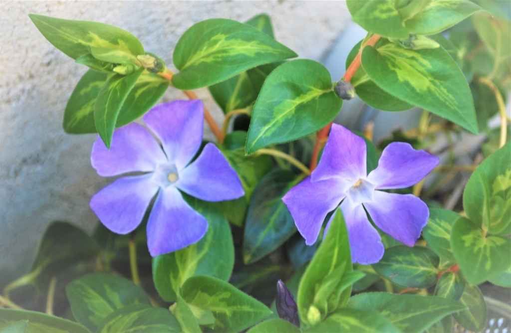 f:id:navistyle:20180325192638j:plain f:id:navistyle:20180325192638j:plain