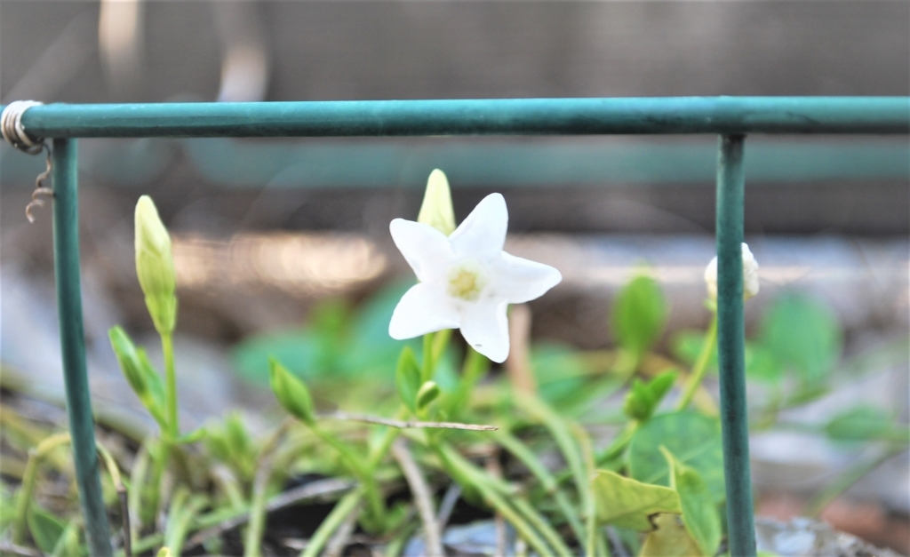 f:id:navistyle:20180325192700j:plain f:id:navistyle:20180325192700j:plain