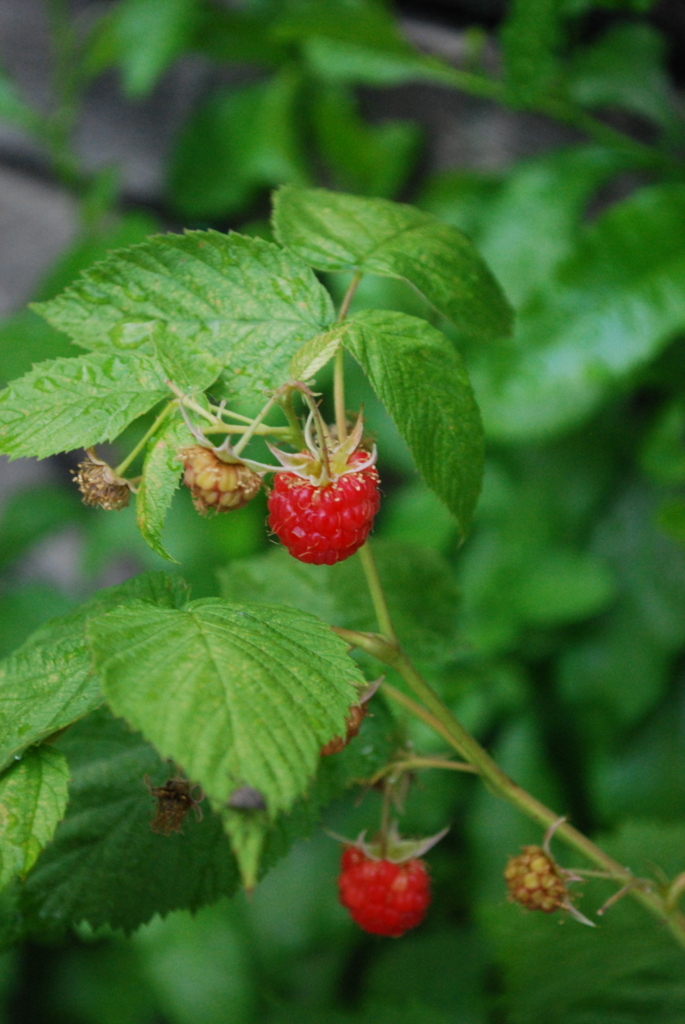 f:id:navistyle:20180623221903j:plain f:id:navistyle:20180623221903j:plain