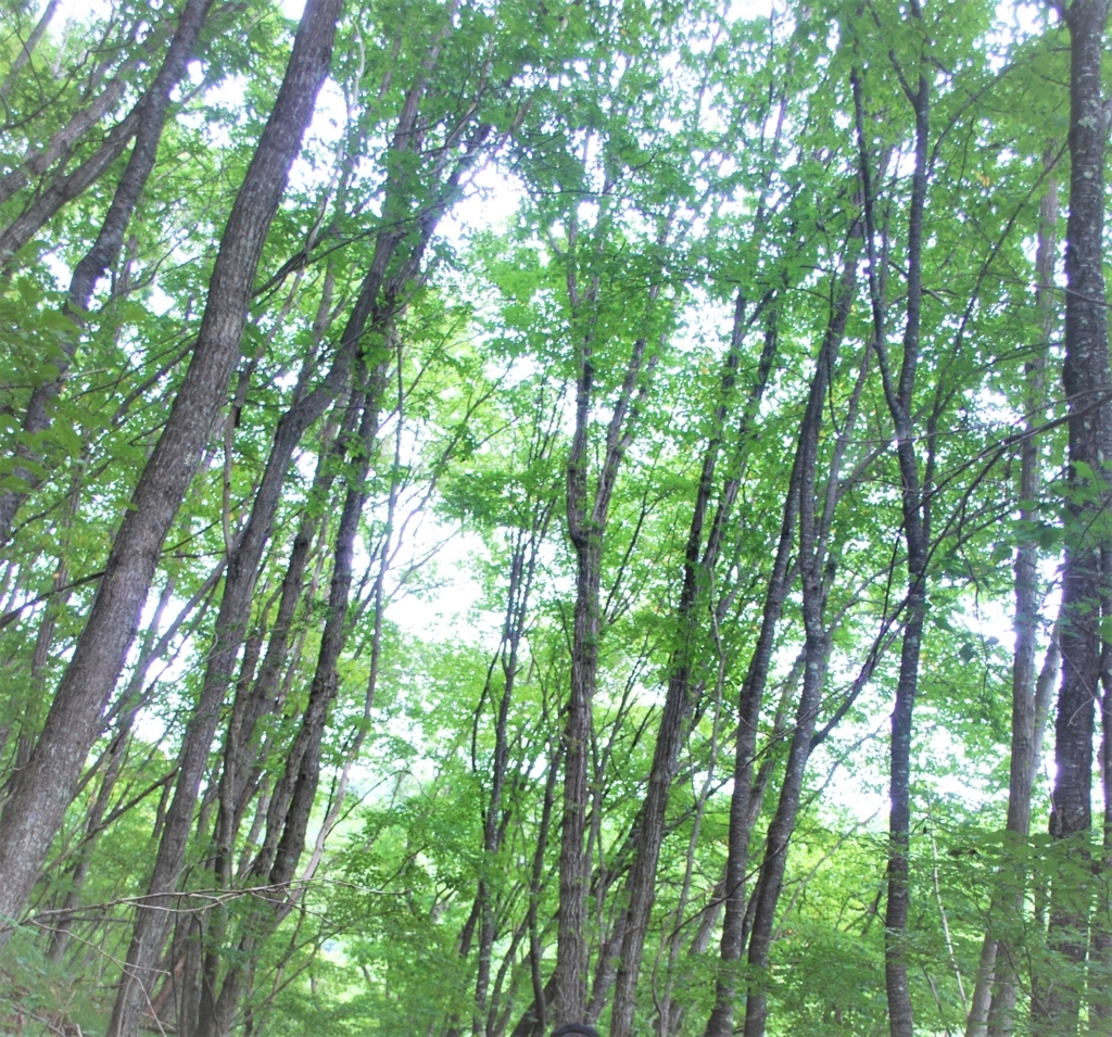 f:id:navistyle:20180815221737j:plain f:id:navistyle:20180815221737j:plain