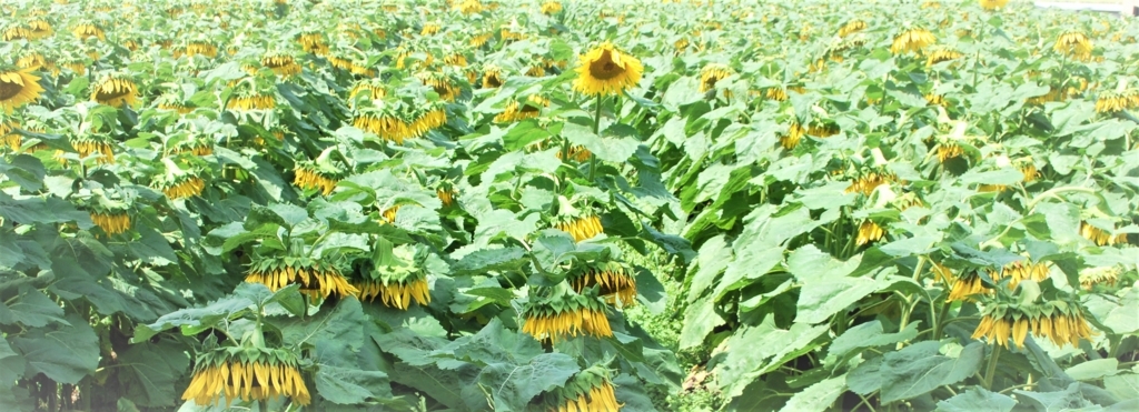 f:id:navistyle:20180815230151j:plain f:id:navistyle:20180815230151j:plain