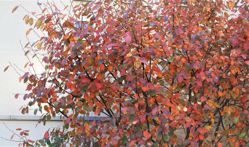 f:id:navistyle:20181121223308j:plain