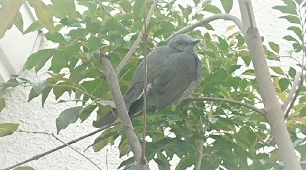 f:id:navistyle:20190215223858j:plain