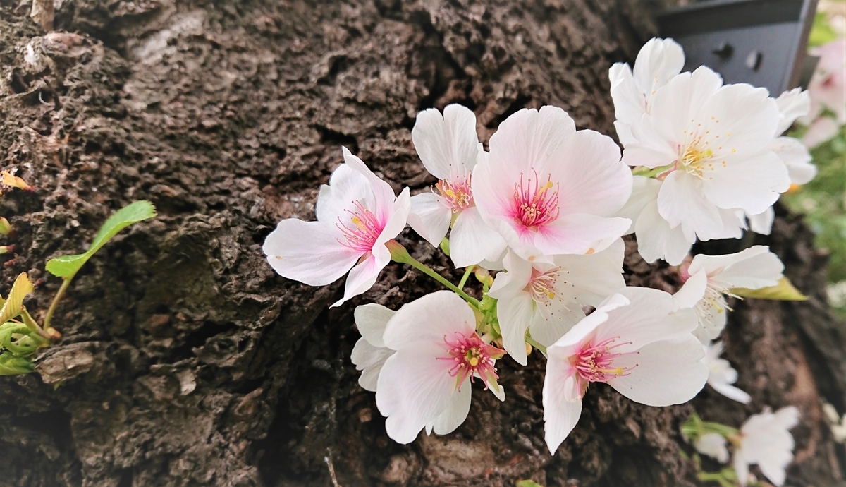 f:id:navistyle:20190417205017j:plain