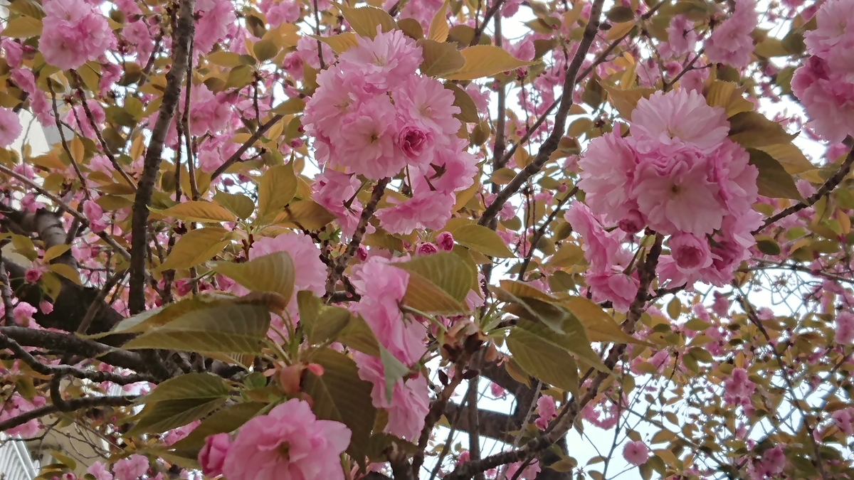 f:id:navistyle:20190419220438j:plain