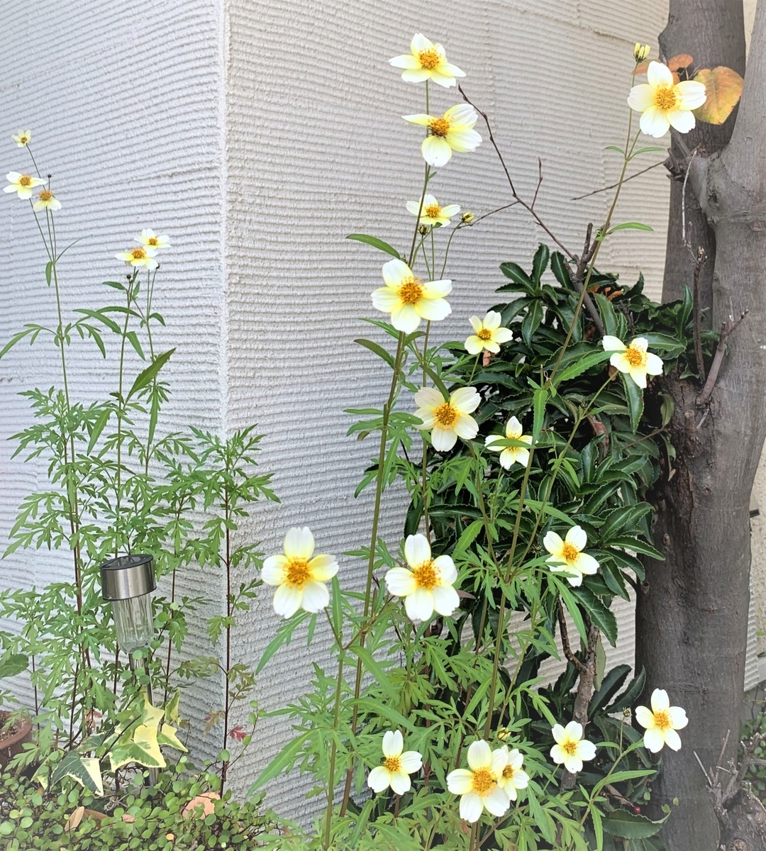 f:id:navistyle:20191227010435j:plain f:id:navistyle:20191227010435j:plain