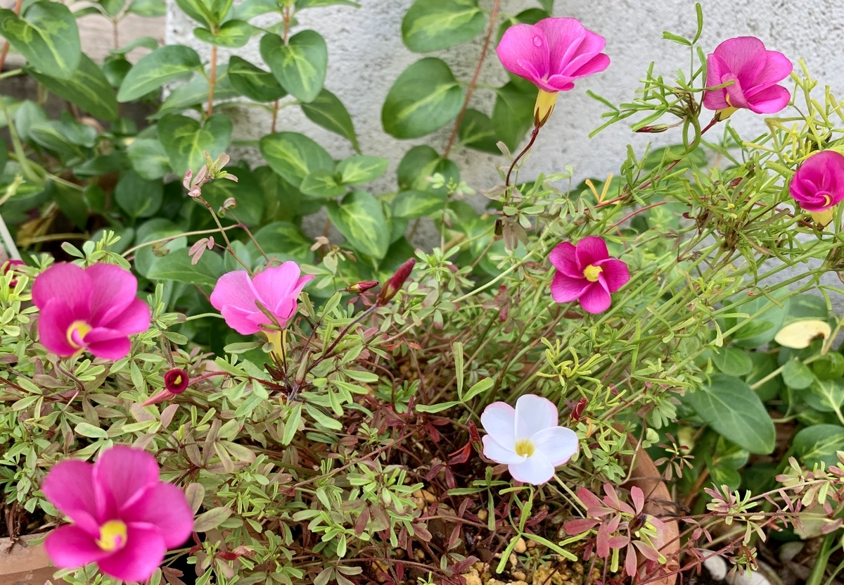 f:id:navistyle:20191227010559j:plain f:id:navistyle:20191227010559j:plain