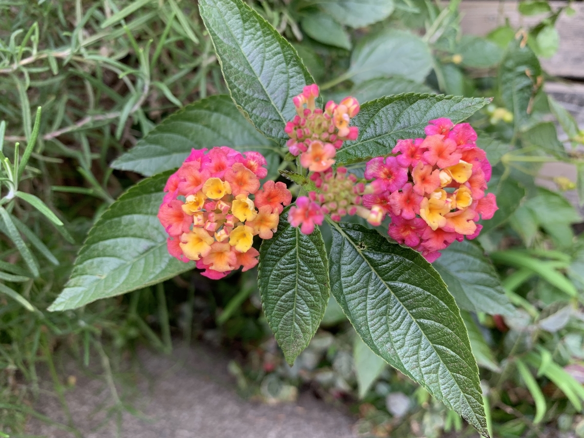 f:id:navistyle:20191227010748j:plain f:id:navistyle:20191227010748j:plain