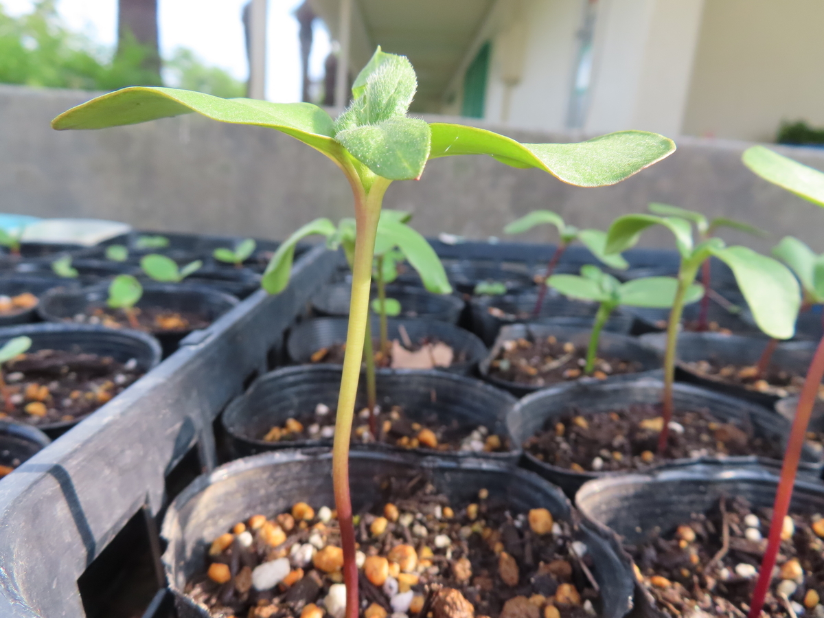 f:id:nawa_tokai_japan:20200521175807j:plain