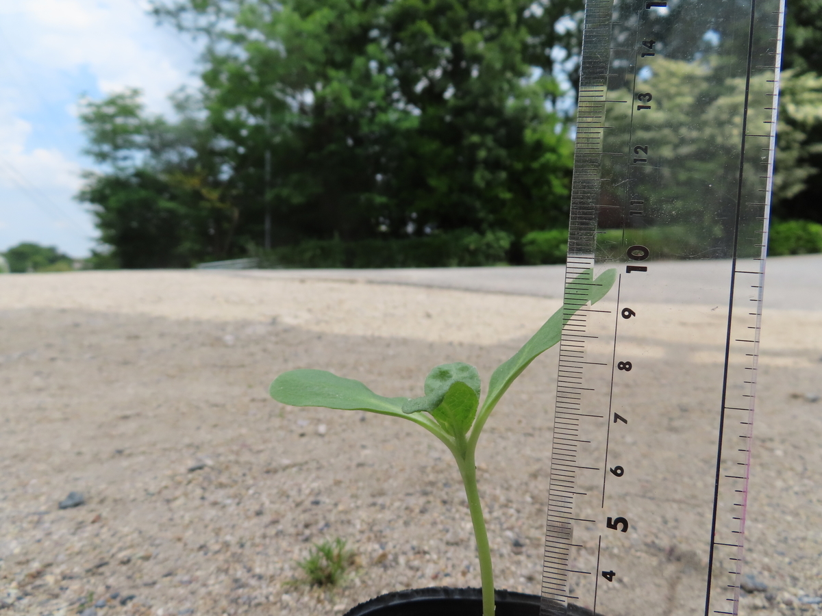 f:id:nawa_tokai_japan:20200521175824j:plain