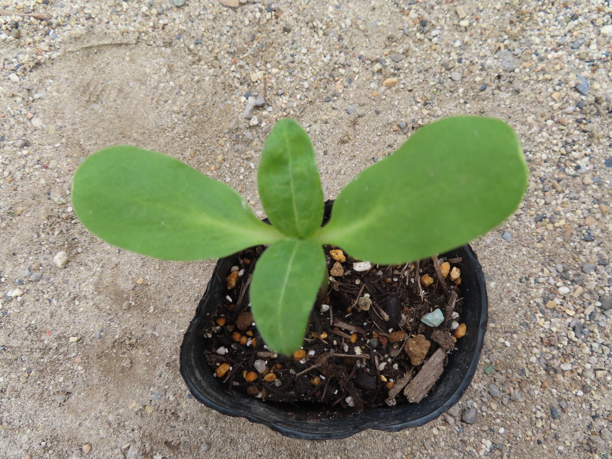 f:id:nawa_tokai_japan:20200521175856j:plain