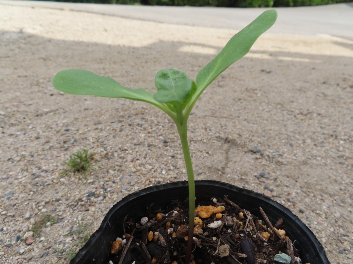 f:id:nawa_tokai_japan:20200521175947j:plain