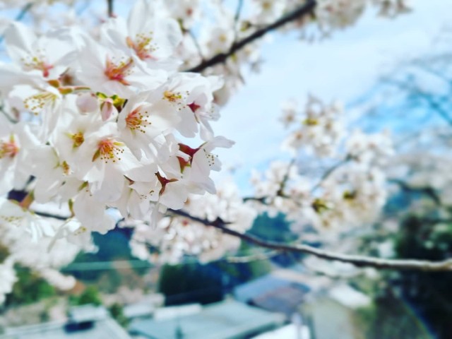f:id:nawatchy:20210328091432j:image f:id:nawatchy:20210328091432j:image