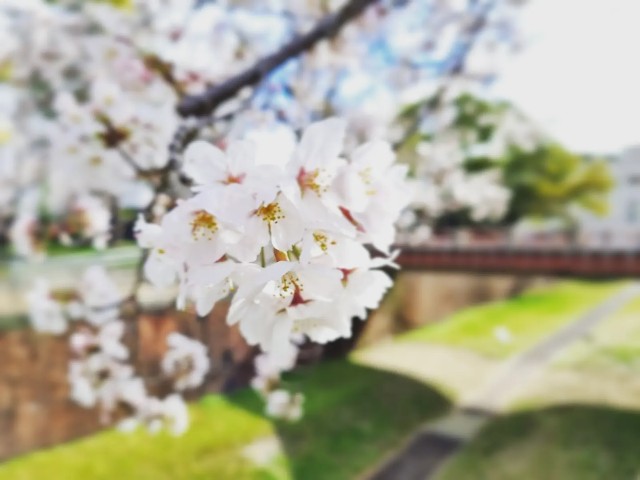 f:id:nawatchy:20220327210238j:image f:id:nawatchy:20220327210238j:image