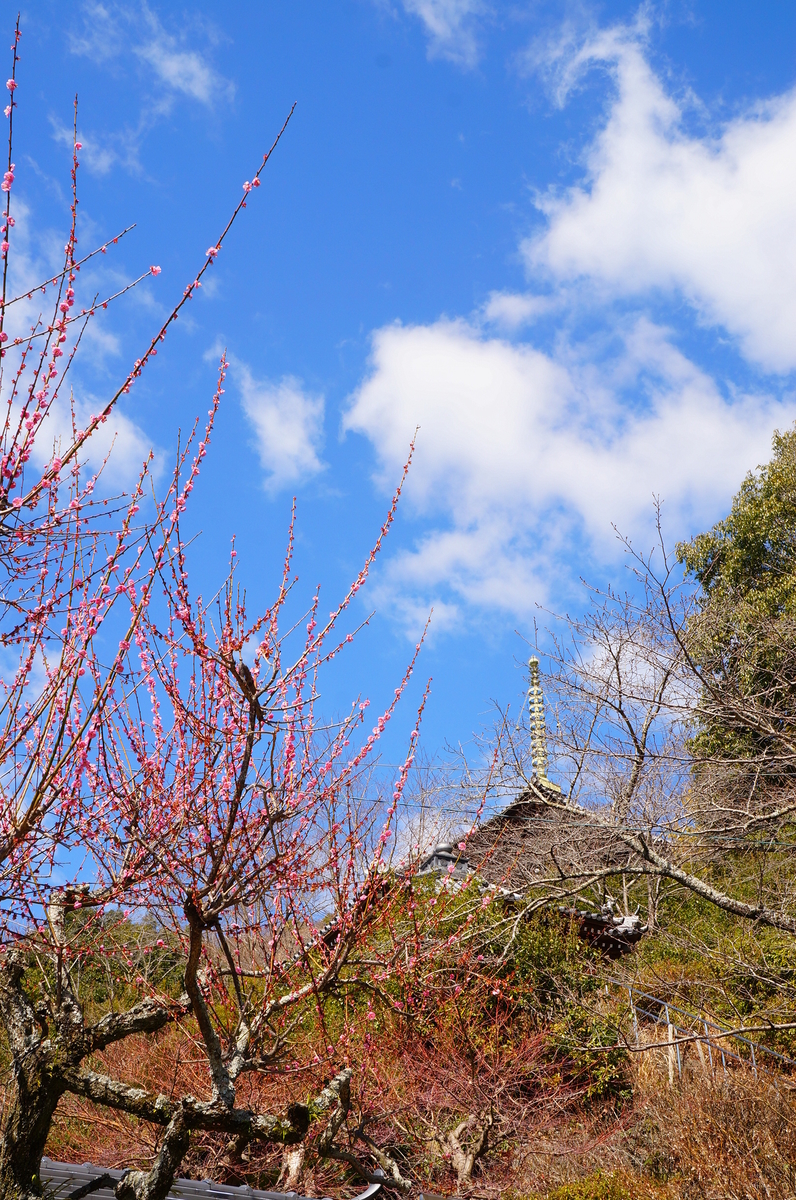 f:id:nayumimahenro:20190327204111j:plain f:id:nayumimahenro:20190327204111j:plain
