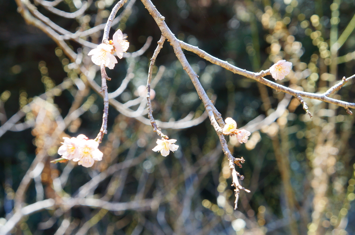 f:id:nayumimahenro:20190331123731j:plain f:id:nayumimahenro:20190331123731j:plain