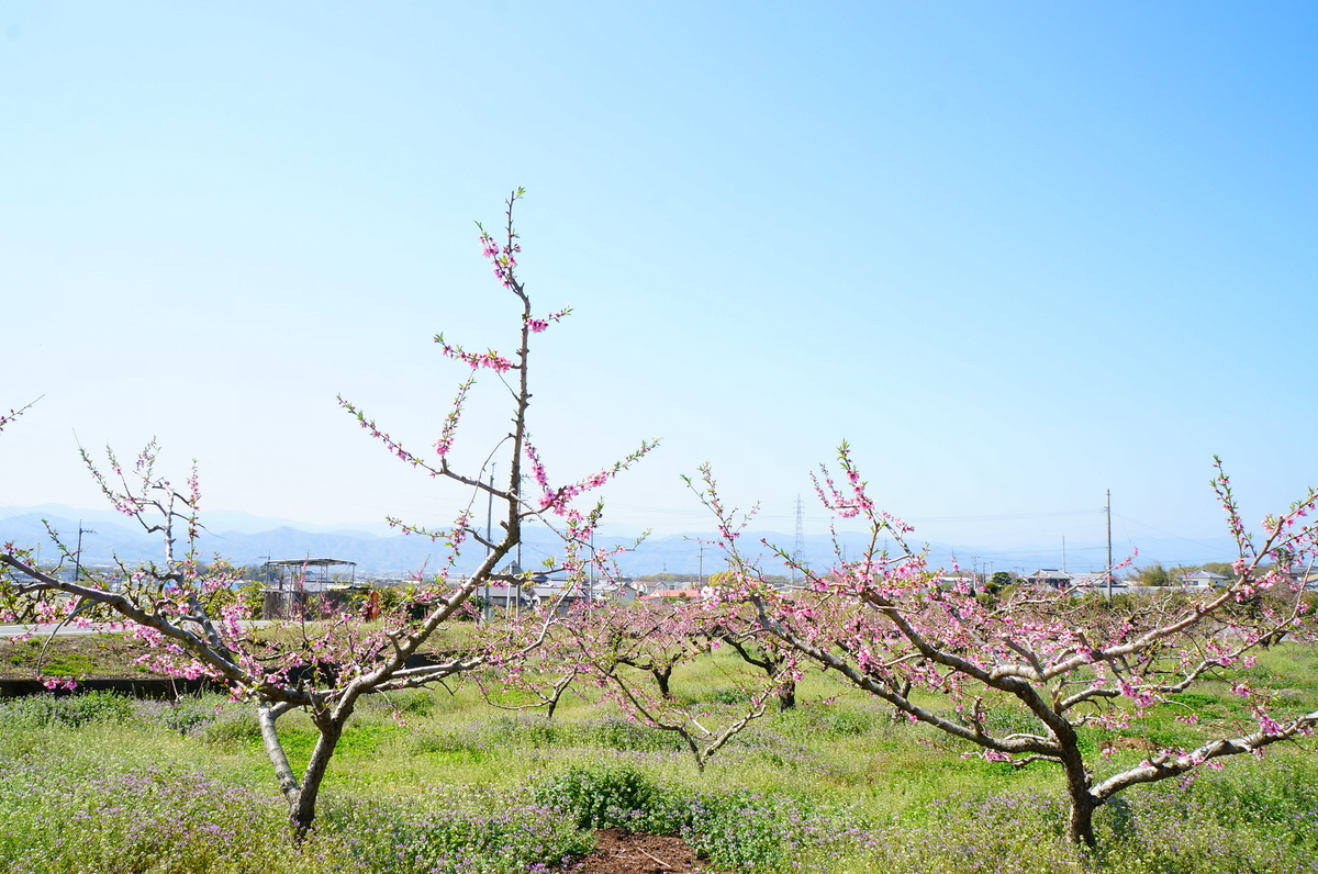 f:id:nayumimahenro:20190429104640j:plain f:id:nayumimahenro:20190429104640j:plain