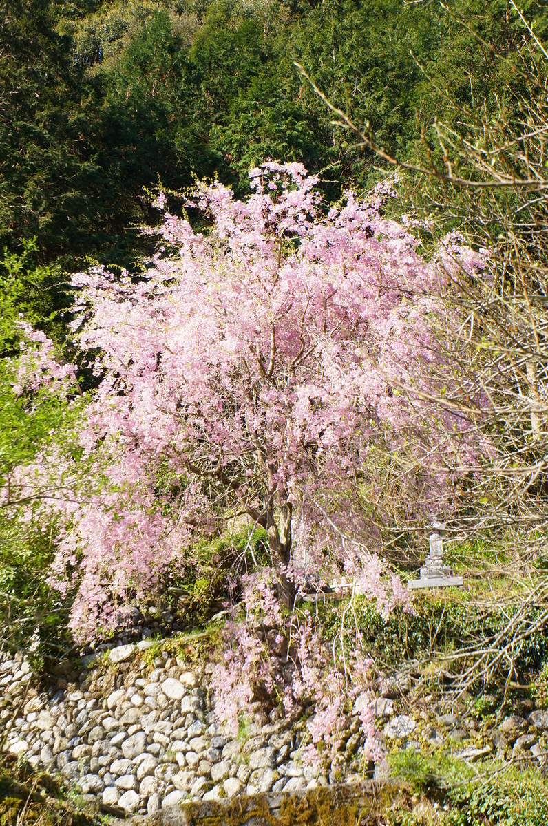 f:id:nayumimahenro:20190511084306j:plain f:id:nayumimahenro:20190511084306j:plain