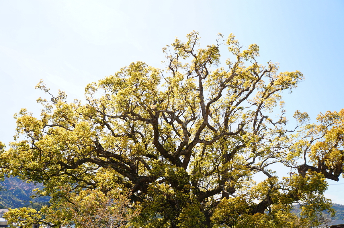 f:id:nayumimahenro:20190511141921j:plain f:id:nayumimahenro:20190511141921j:plain