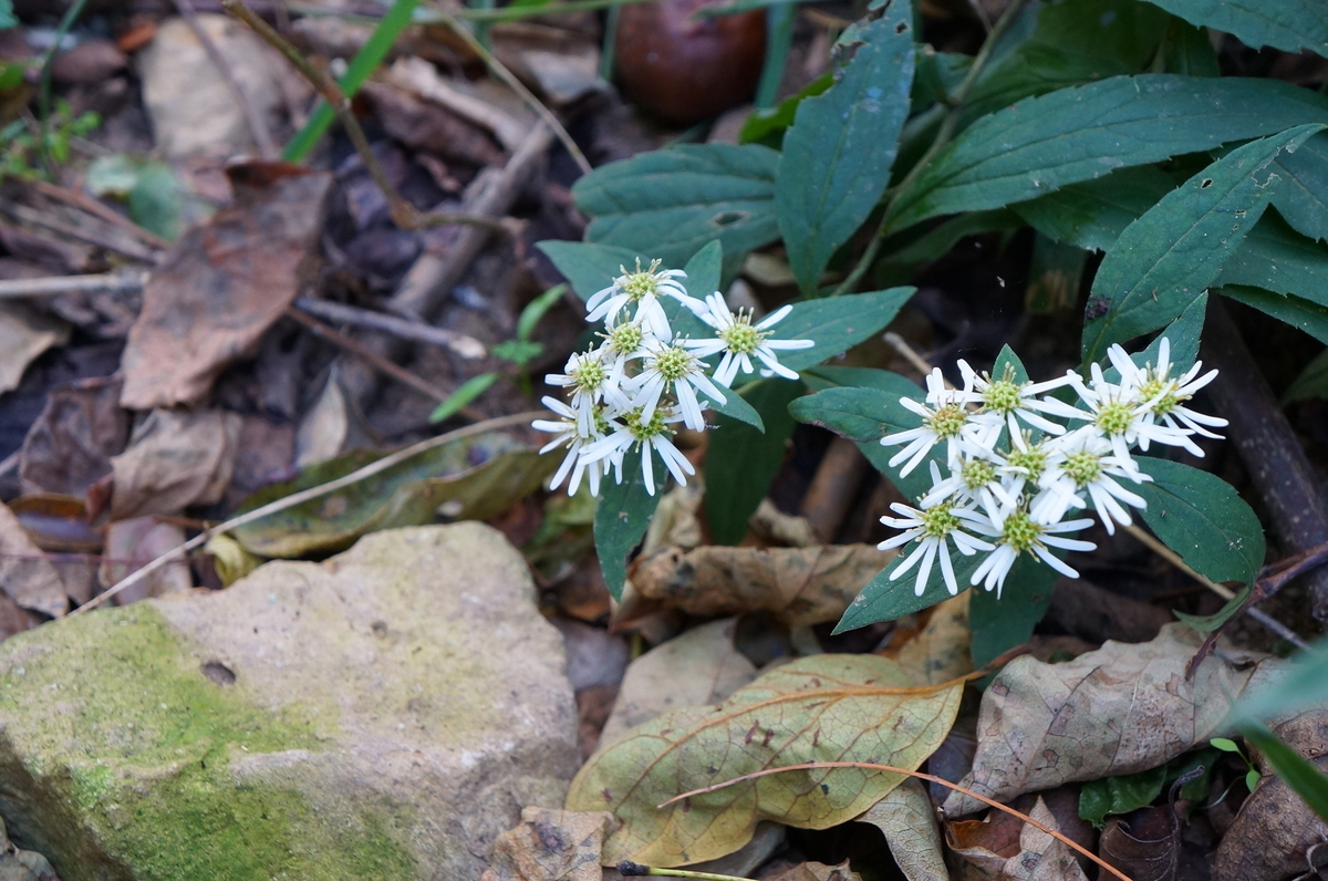 f:id:nayumimahenro:20191118141519j:plain f:id:nayumimahenro:20191118141519j:plain