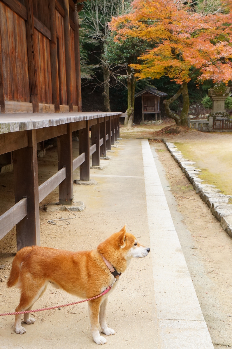 f:id:nayumimahenro:20191122111608j:plain f:id:nayumimahenro:20191122111608j:plain