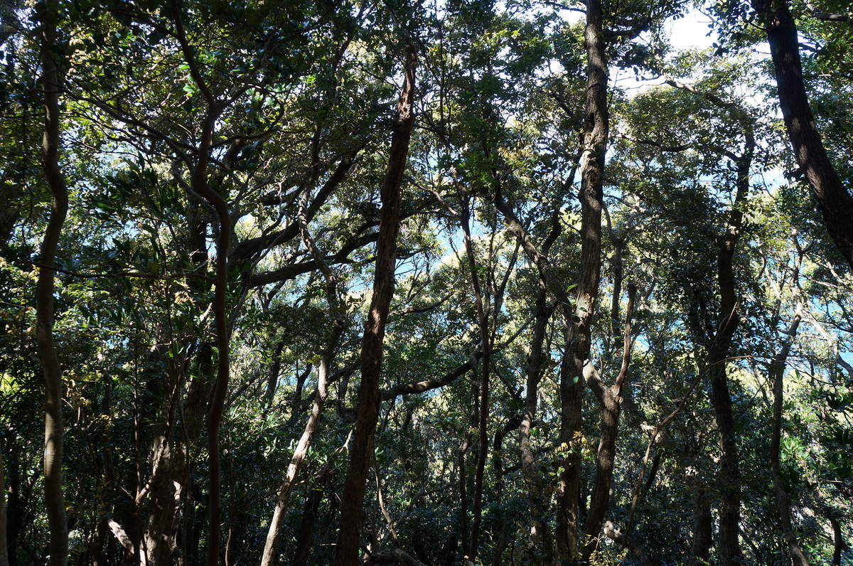 f:id:nayumimahenro:20200423172353j:plain f:id:nayumimahenro:20200423172353j:plain