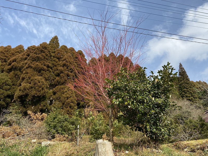 f:id:nayutakun:20200202130849j:plain f:id:nayutakun:20200202130849j:plain