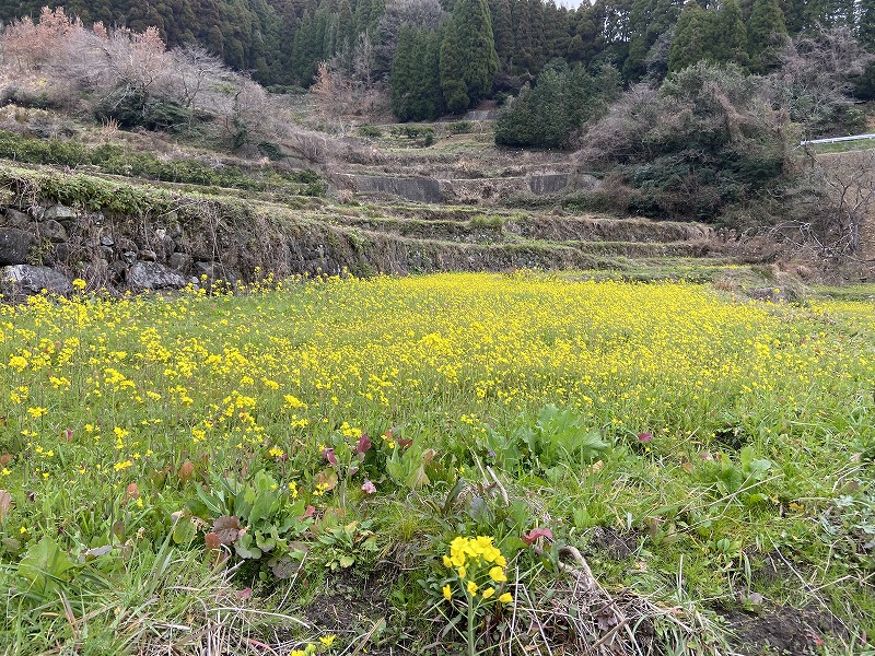 f:id:nayutakun:20200202220429j:plain f:id:nayutakun:20200202220429j:plain