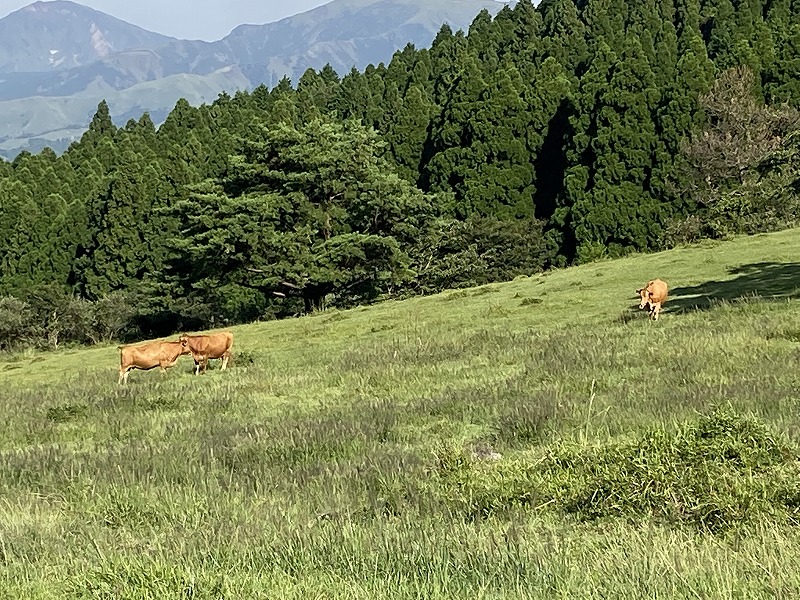 九州自然歩道 49日目 藪漕ぎ上等南阿蘇外輪山 熊本県阿蘇郡高森町高森中央～高森町清水峠 2020年9月19日 - 九州自然歩道を週末に歩き倒す