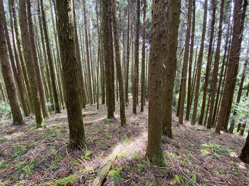 九州自然歩道 50日目 黄金色の収穫の秋 熊本県阿蘇郡高森町清水峠～山都町笹原 2020年9月20日 - 九州自然歩道を週末に歩き倒す