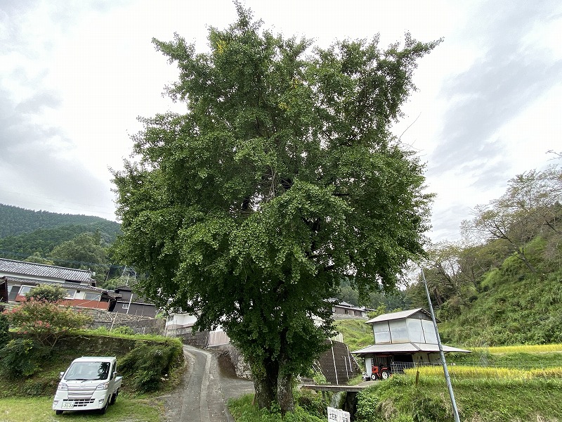 九州自然歩道 52日目 平家由来の内大臣峡から町に下る 熊本県上益城郡山都町内大臣峡~下益城郡美里町砥用 2020年9月22日 - 九州自然 ...